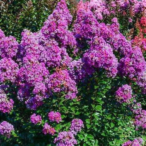 The Enchanted World of Purple Blooming Myrtle